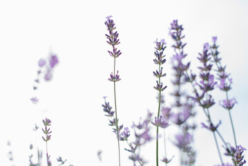 Lavender flowers with selective focus against the sky. Floral background for copy space