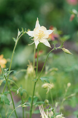 Delicate white flowers of aquilegia in summer in the garden