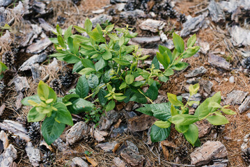 Young blueberry bushes grow in the garden in summer. Green leaves of a berry bush