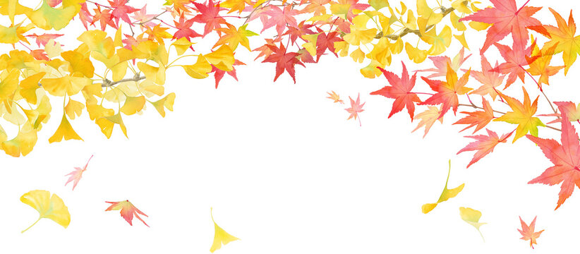 秋に色づいた紅葉とイチョウの水彩イラスト。秋をイメージしたバナー背景。