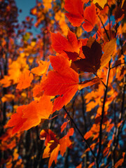Fototapeta premium autumn leaves background