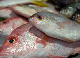Close up of Yellow tail fish, Wild Potato Fish on ice in the supermarket in Yogyakarta, Indonesia