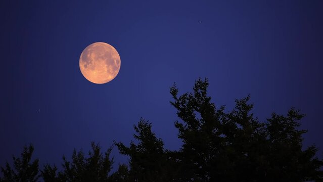 Full Moon, stars, planets and tree silhouettes.