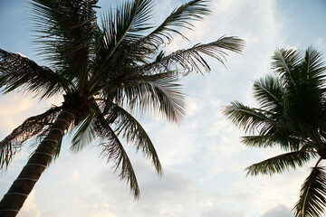 Fototapeta na wymiar coconut trees, trees at sunset
