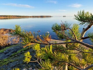 pine tree on the shore of lake