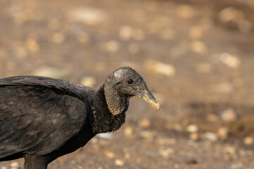 American Vulture (Coragyps atratus), looking at the camera on the beach in Costa Rica.
