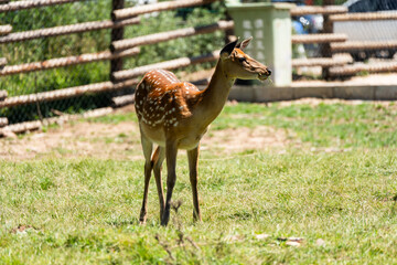 The sika deer is in the wild