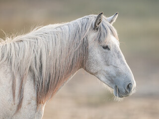 Obraz premium Jument de Camargue