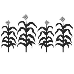 Corn stalk icon vector. Corn illustration sign. plant symbol. weeds logo.