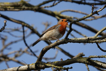 A low angle view of a robin redbreast singing in a tree. 