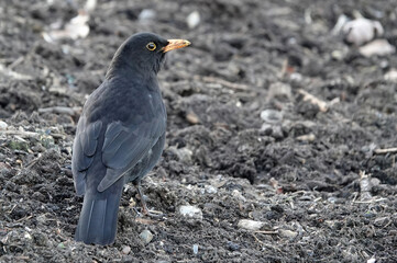 A male common blackbird standing on the earth in a  garden viewed from the rear and looking to the side. 