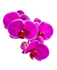 Fototapeta na wymiar Beautiful blooming flowers of the phanelopsis orchid is purple, isolated on a white background. Vertical arrangement.