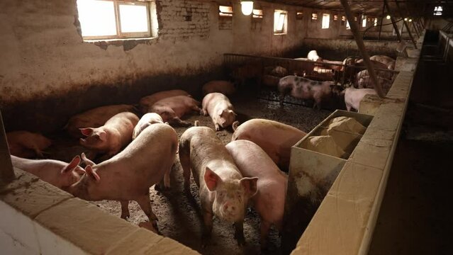 Pigs in a dirty cramped pigsty