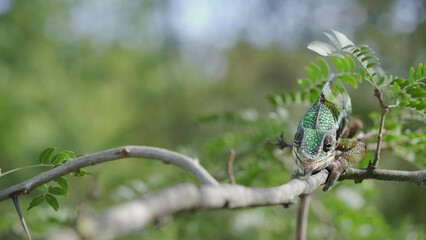 Green chameleon walks along branch, looks around and licks its lips, on sunny day on the green trees background. Panther chameleon (Furcifer pardalis). Front side