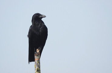 A carrion crow perching on a tree top and looking out. 