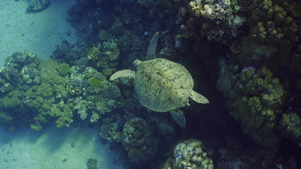 Top view of Great Green Sea Turtle (Chelonia mydas) swimming next to a coral reef, Red sea, Egypt
