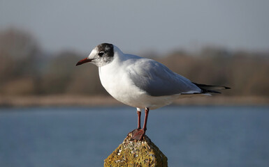 A closeup of a black-headed gull standing on a concrete post against a defocused background. 