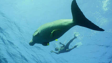 Dugong swims under surface of water, man swim nearby.  Sea Cow or Dugong (Dugong dugon) swims under...