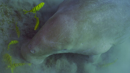 Top view of Dugong or Sea Cow (Dugong dugon) accompanied by school of Golden trevally fish (Gnathanodon speciosus) feeding Smooth ribbon seagrass, Red sea, Egypt