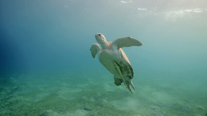Great Green Sea Turtle (Chelonia mydas) swimming up in the blue ocean, Reda sea, Egypt