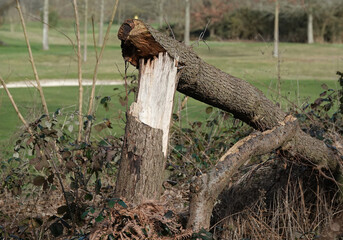 A fallen tree in the English countryside with its trunk snapped by high winds.