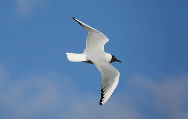 Fototapeta premium A black-headed gull in flight against a blue sky background. 