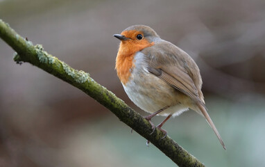 A European robin perching on a branch against a defocused background. 