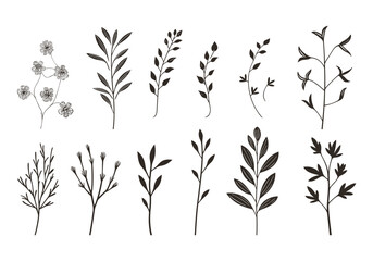 Set of hand drawn various herbs. Vector illustration isolated on white background