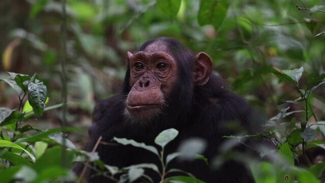Small chimpanzee showing teeth whilst sitting on forest floor of Kibale National Park, Uganda.
