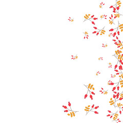 Burgundy Foliage Background White Vector. Herb Modern Set. Red Berries Object. Dead Texture. Leaf School.