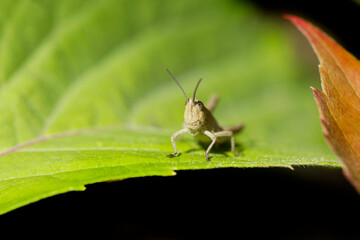 Grasshopper sitting on green leaf