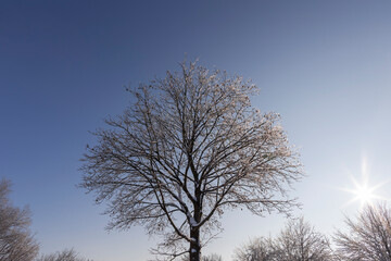 travel germany and bavaria, single tree without leaves in winter time, branches covered with snow on a sunny and cold winter day