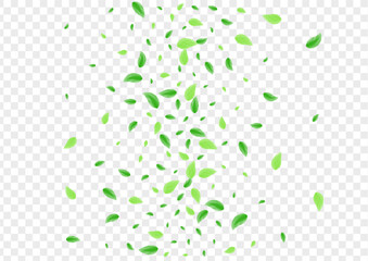 Light Green Leaf Background Transparent Vector. Vegetation Modern Texture. Garden Illustration. Green Wind Card. Plant Organic.