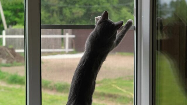 Curious Cat is Playing with a Small Flying Beetle on the mosquito net. Humor, funny pets. Domestic cat looks outdoors trough the open window. Protection from ticks, fleas. Kitten attacking the fly.	