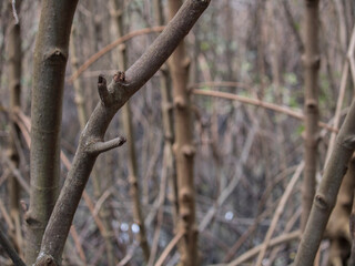 branch with buds