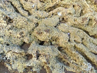 Detailed rock texture on the beach, close-up shot of rock wall surface. Abstract stone background.