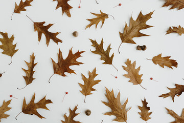 Dry oak leaves and acorns on white background. Autumn, fall template
