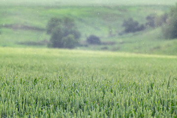 Green wheat field landscape in rain. Young spring barley ears growing with foggy background. Agriculture in Ukraine