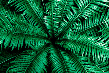 Beautiful split leaf tree, top view in the rainforest
