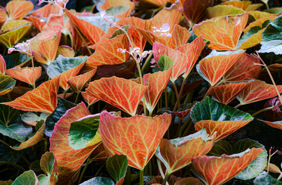 begonia plants in the garden Small size is a beautiful ornamental plant.