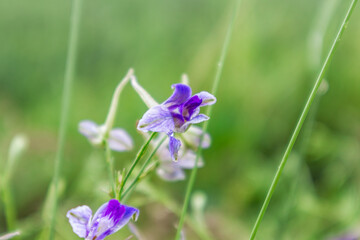 Consolida regalis, forking larkspur purple flowers in green grass field close-up. Tender annual herbaceous plant in spring