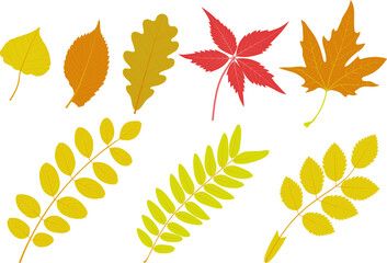 Set of autumn leaves. Poplar, elm, oak, Parthenocissus quinquefolia, Platanus orientalis,  Black locust, honey locust, Rosa canina.