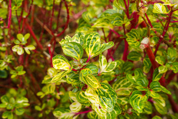 Iresine herbstii or Herbst's bloodleaf is a species of flowering plant in the family Amaranthaceae. Some call this plant the chicken gizzard plant. Red Blood Leaf Ornamental Plant.