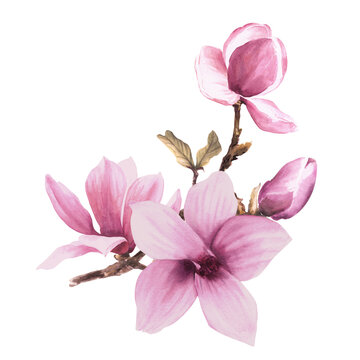 Magnolia pink flower leave bud bough. Watercolor. Hand drawn Illustration isolated on white background. floral design of greetings invitations, anniversaries, wedding, birthdays cards and stickers