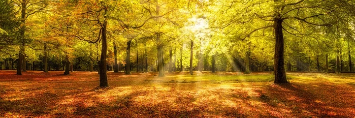 Fototapeten Autumn forest panorama in warm sunlight © eyetronic