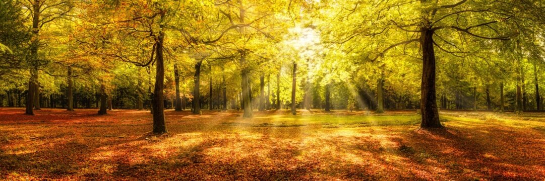 Autumn forest panorama in warm sunlight