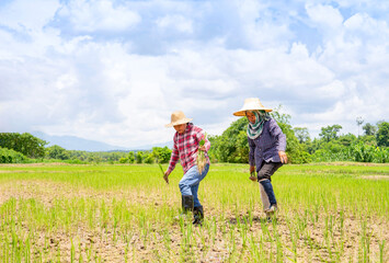 Fototapeta na wymiar two female asian farmers holding young rice sprouts, working in paddy field on a sunny day, concept of seasonal rice planting on rainy season in Thailand