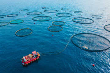 Aquaculture cages fish farm in sea, seafood industry. aerial view