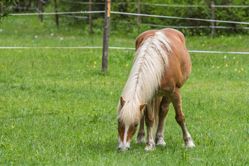Naklejka na ściany i meble brown horse with blond hair eats grass on a meadow
