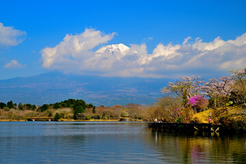 桜,富士山